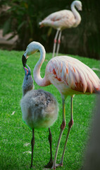 flamingo feeding its baby