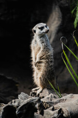 meerkat on the lookout