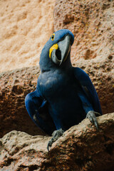funny Hyacinth macaw 