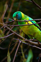 yellow, green and blue parrot