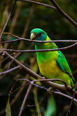 yellow, green and blue parrot chewing a branch