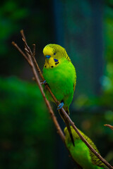 small green parrot