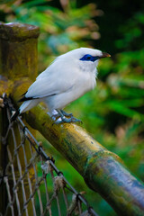 white heron on a branch