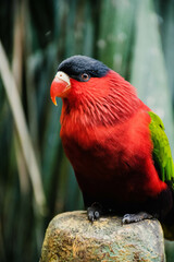 red and black parrot