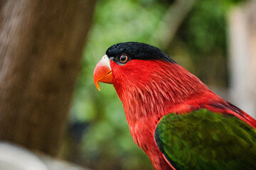 red and black parrot