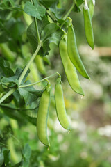 Green fresh pea pod on plant close up. Many pea pods, growing organic food outdoors in garden