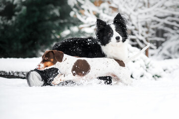 dachshund and border collie dogs winter walk in the snow beautiful winter photos of dogs