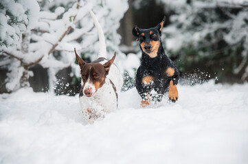 black tan and piebald dachshund dogs winter walk in the snow beautiful winter photos of dogs