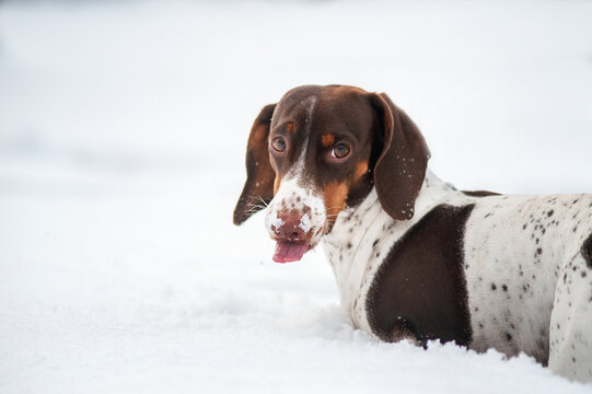 piebald dachshund dog winter walk in the snow beautiful winter photos of dogs