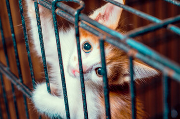 small kitten color tabby in the cage looks through the bars