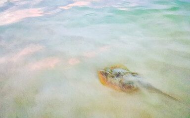 Stingray electric ray rays swimming close to beach in water.