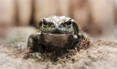 frog with a hypnotic gaze looks at the camera