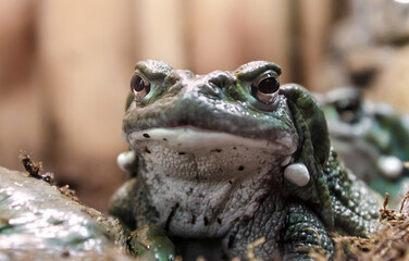frog with a hypnotic gaze looks at the camera