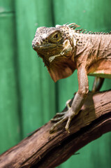 iguana lizard portrait close up