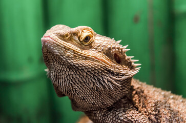 iguana lizard portrait close up