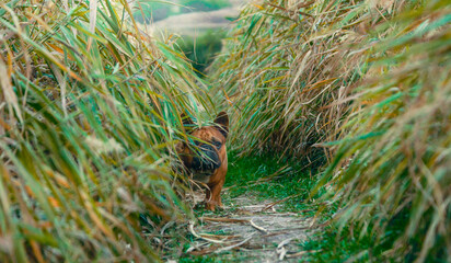 french bulldog walking on a path in the grass