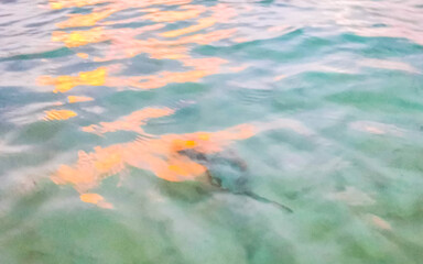 Stingray electric ray rays swimming close to beach in water.