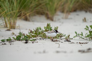 hooded plover, Hooded dotterel on a beach in tasmania