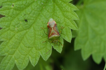 Closeup on a colorful, overwintering Birch shieldbug, Elasmostethus interstinctus, sitting on a green leaf