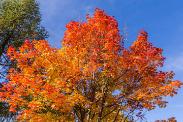 Top of maple with autumn red leaves against the sky