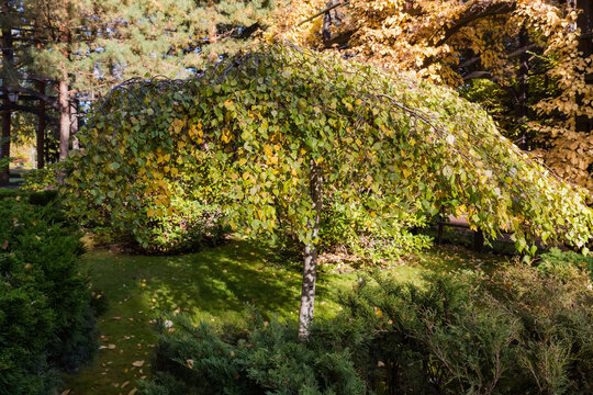 Small ornamental weeping birch tree in autumn park