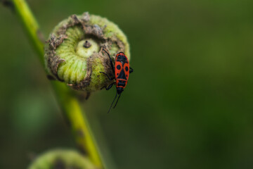 The firebug is a red insect with black spots, in gardens, they help eliminate garden pests, are...