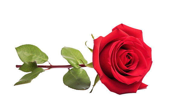 Red rose isolated on transparent background, PNG image with background removed, Created with Generative Ai technology.