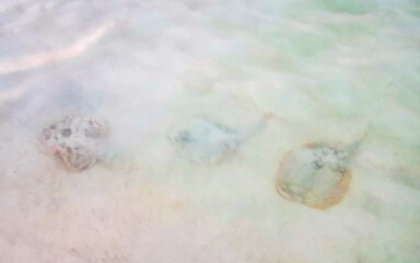 Stingray electric ray rays swimming close to beach in water.
