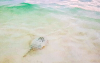 Stingray electric ray rays swimming close to beach in water.