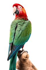 Parrot on a branch isolated on transparent background, cutout PNG file.