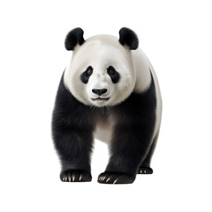 Giant panda bear isolated on transparent background, cutout PNG file.