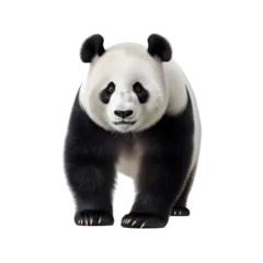 Tuinposter Giant panda bear isolated on transparent background, cutout PNG file. © The Stock Guy