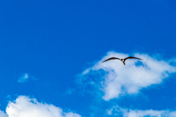 Fregat birds flock fly blue sky clouds background in Mexico.