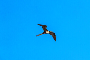Fregat birds flock fly blue sky clouds background in Mexico.