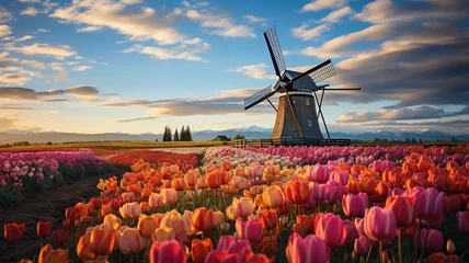 Muurstickers A charming wooden windmill surrounded by tulip fields, with the vibrant flowers creating a picturesque and iconic springtime scene © Naqash
