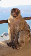 Photo wildlife monkey rock of Gibraltar United Kingdom Europe
