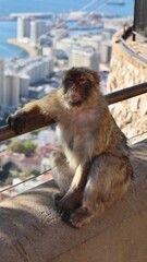 Photo wildlife monkey rock of Gibraltar United Kingdom Europe