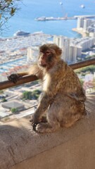 Photo wildlife monkey rock of Gibraltar United Kingdom Europe