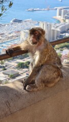 Photo wildlife monkey rock of Gibraltar United Kingdom Europe