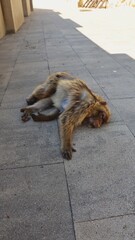 Photo wildlife monkey rock of Gibraltar United Kingdom Europe
