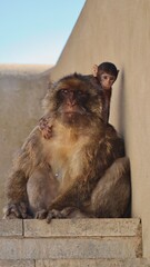 Photo wildlife monkey rock of Gibraltar United Kingdom Europe
