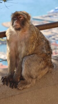 Photo wildlife monkey rock of Gibraltar United Kingdom Europe