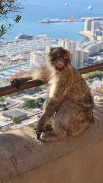 Photo wildlife monkey rock of Gibraltar United Kingdom Europe