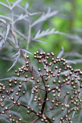 Black elder fruits in close up