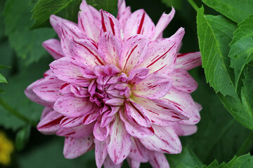 Pink striped double flowered dahlia flower in close up