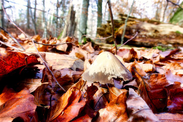 naturally grown mushrooms in a natural environment in the forest with an autumnal atmosphere and old wood, moss and leaves