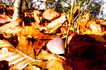 naturally grown mushrooms in a natural environment in the forest with an autumnal atmosphere and old wood, moss and leaves