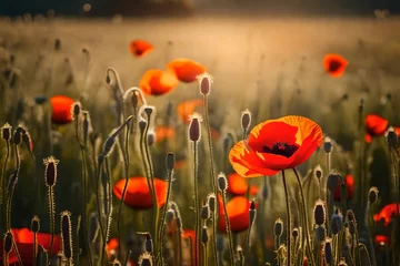 Foto auf Acrylglas poppies in the field of wheat © Muhammad