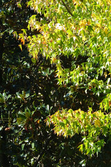 magnolia and liquidambar, image with contrasting green leaves
