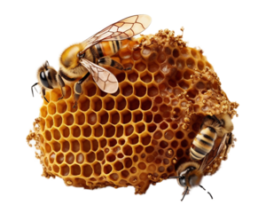 Bee on a honeycomb on a light transparent background. PNG file. Generative artificial intelligence